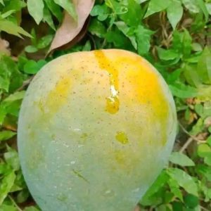 Haribhanga (mango)