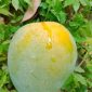 Haribhanga (mango)