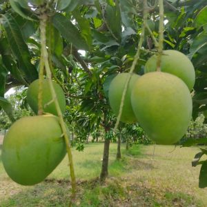Haribhanga (mango) - Image 3