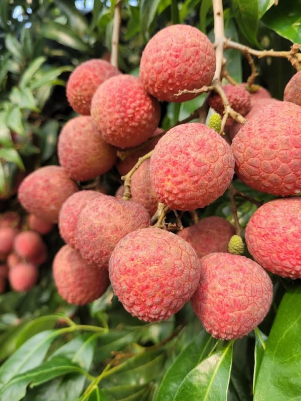 বেদানা লিচু-1 বেদানা লিচু