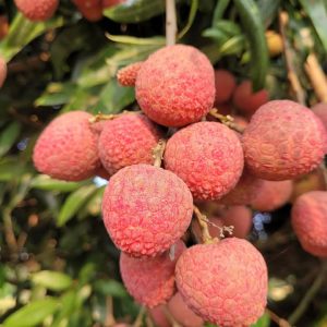 বেদানা লিচু