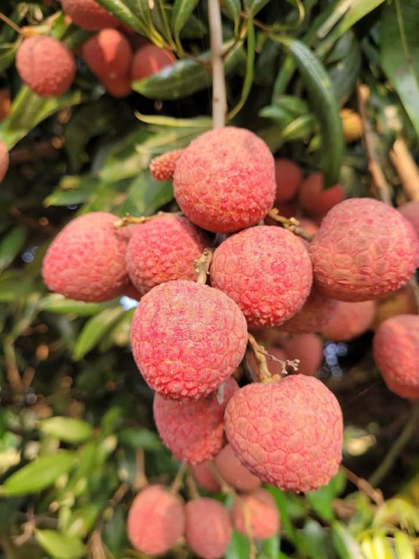 বেদানা লিচু